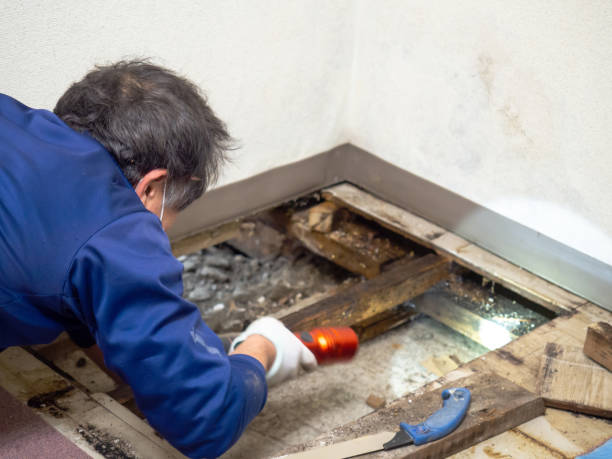 Best Local Mold Removal Service  in Coon Rapids, IA