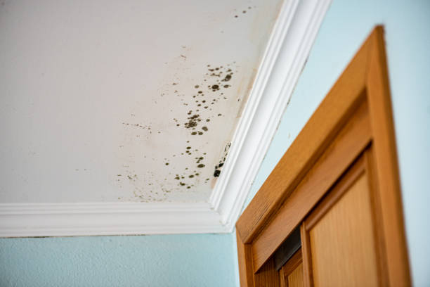Best Crawl Space Mold Removal  in Coon Rapids, IA