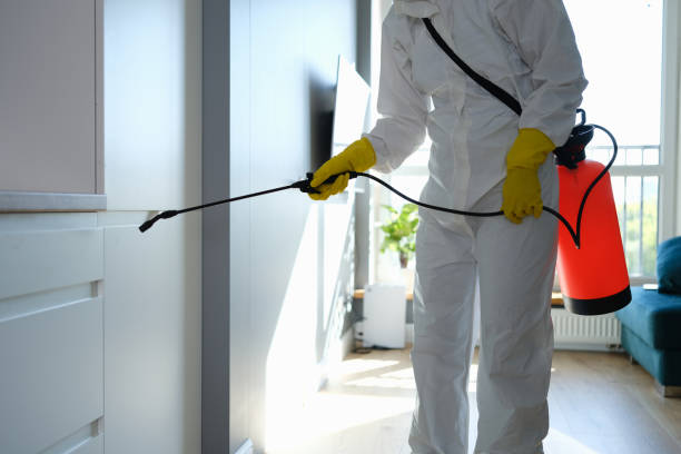 Attic Mold Removal in Coon Rapids, IA