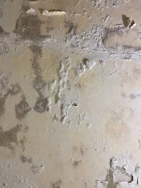 Best Mold Testing  in Coon Rapids, IA