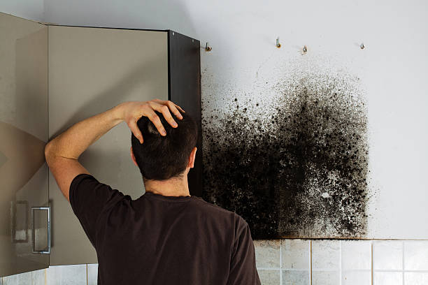 Best Mold Removal Company Near Me  in Coon Rapids, IA