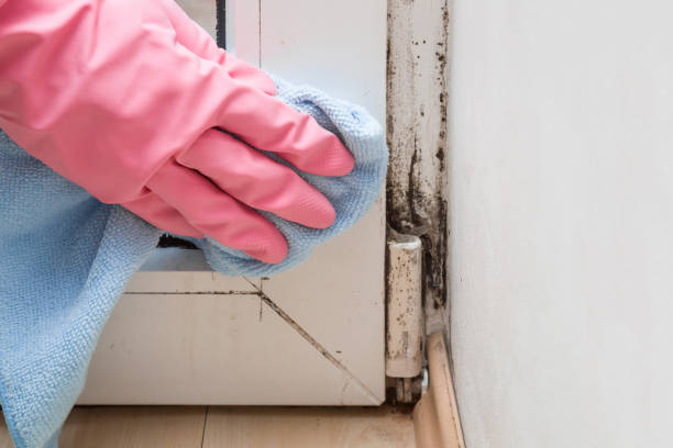 Best Mold Removal and Inspection  in Coon Rapids, IA